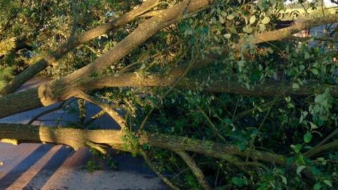 22.09.2014 – Umgestürzter Baum auf der Waldackerstrasse