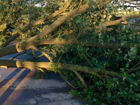 22.09.2014 – Umgestürzter Baum auf der Waldackerstrasse