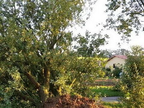 22.09.2014 – Umgestürzter Baum auf der Waldackerstrasse