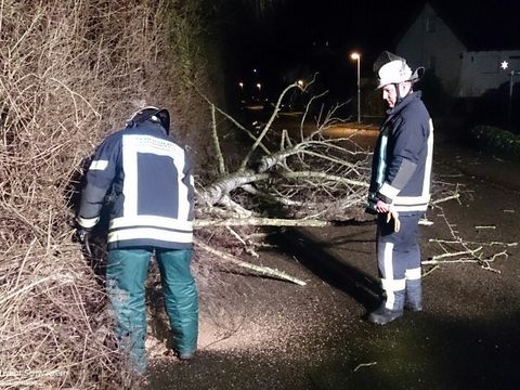 08.01.2015 – Umgestürzter Baum