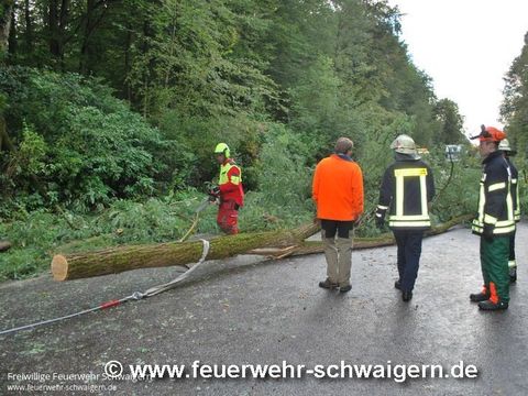 14.09.2015 – Umgestürzter Baum auf B 293