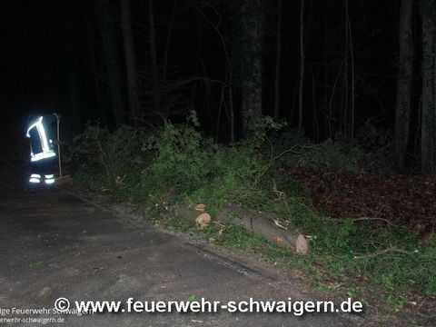 13.01.2017 – PKW auf Baum