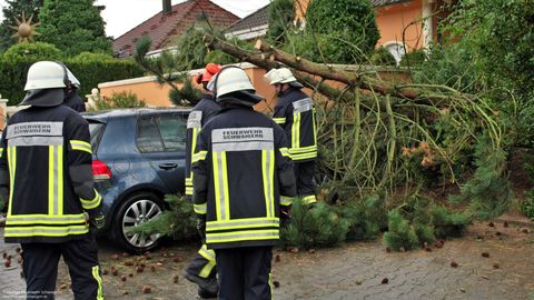 18.08.2017 – Umgestürzter Baum