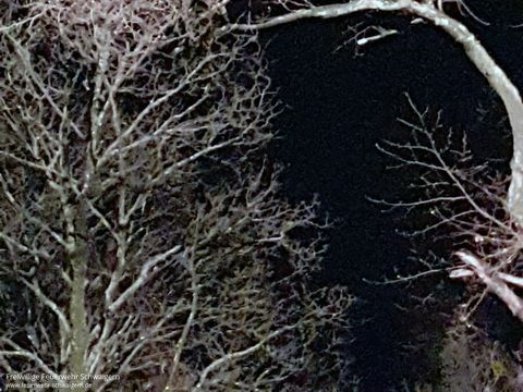 14.12.2017 – Umgestürzter Baum auf der Kreisstrasse Richtung Neipperg