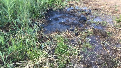 03.06.2018 – Brand eines Wiesenstücks