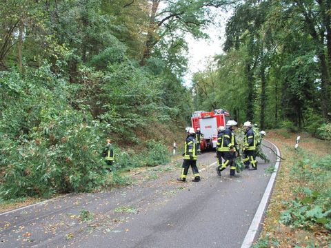 23.09.2018 – Umgestürzter Baum auf der Kreisstrasse nach Neipperg
