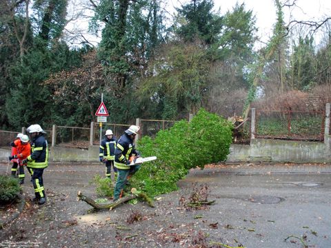 10.02.2019 – Umgestürzter Baum blockiert Gratstrasse