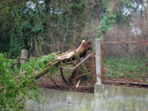 10.02.2019 – Umgestürzter Baum blockiert Gratstrasse