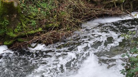04.04.2019 – Massives Fischsterben in der Schozach