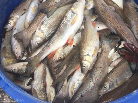 04.04.2019 – Massives Fischsterben in der Schozach