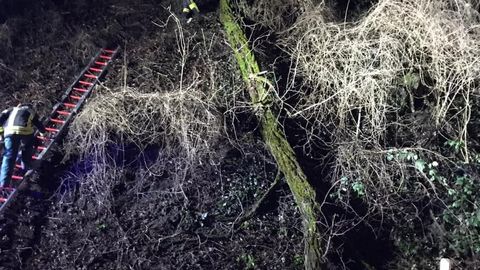 28.01.2021 – Baum stürzt auf Strasse (Schwaigern-Neipperg)