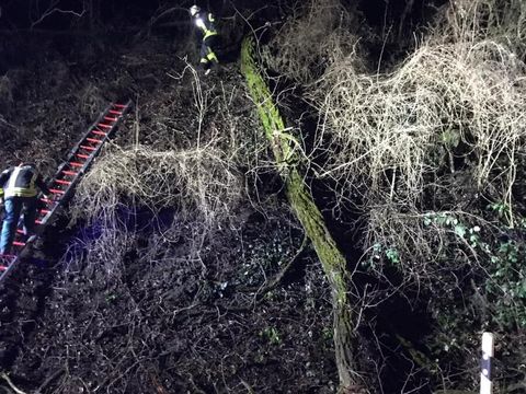 28.01.2021 – Baum stürzt auf Strasse (Schwaigern-Neipperg)