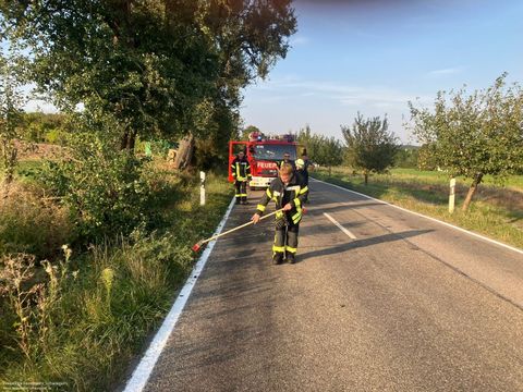 31.08.2024 – Ast von Apfelbaum fällt auf K2160