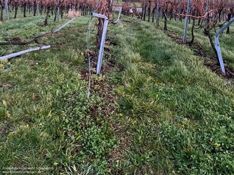 23.12.2024 – PKW kommt von Straße ab und landet im Weinberg