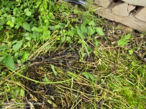 07.06.2025 – Verletzter Turmfalke aus Hausdach