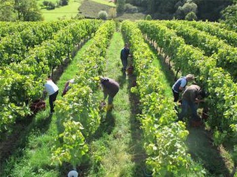 Weinlese