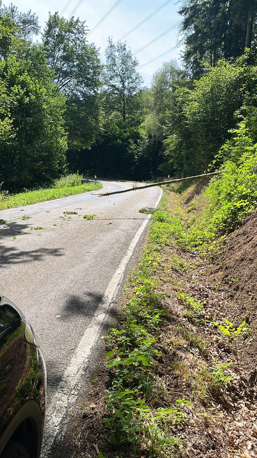 Ein Baum ragt über die Fahrbahn der K2065