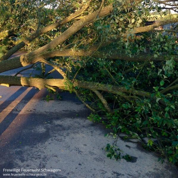 22.09.2014 – Umgestürzter Baum auf der Waldackerstrasse