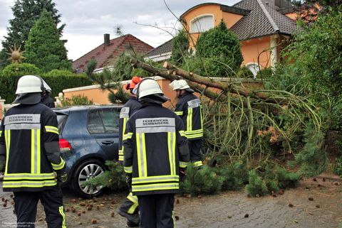 18.08.2017 – Umgestürzter Baum