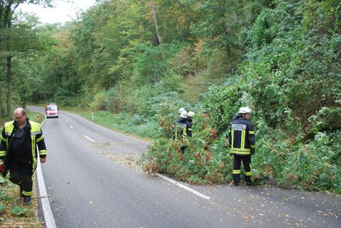 23.09.2018 – Umgestürzter Baum auf der Kreisstrasse nach Neipperg