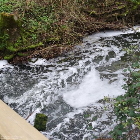 04.04.2019 – Massives Fischsterben in der Schozach
