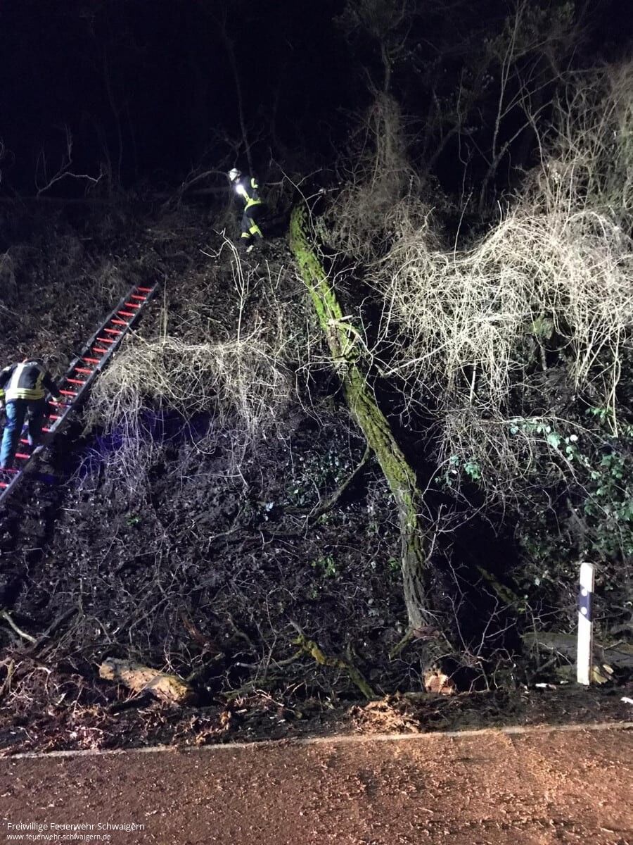 28.01.2021 – Baum stürzt auf Strasse (Schwaigern-Neipperg)