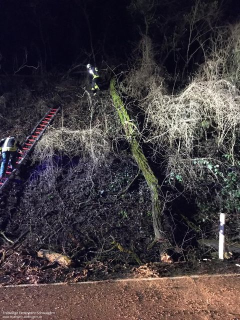 28.01.2021 – Baum stürzt auf Strasse (Schwaigern-Neipperg)