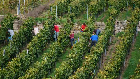 Weinlese